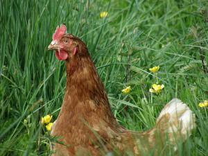 Poule Rousse