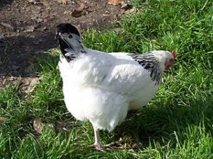 Poule sussex