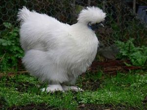 Poule soie