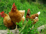 Poules Pondeuses