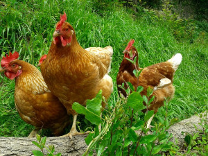 Poules Pondeuses
