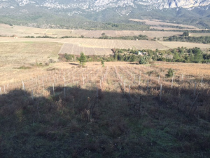 vigne-cote-roussillon-village