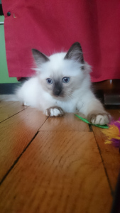 Dans la Greener Family, je demande le chat