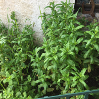 Le Sirop de Menthe Bio zéro déchet