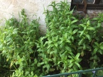 plantation-de-menthe