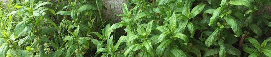 plantation-de-menthe
